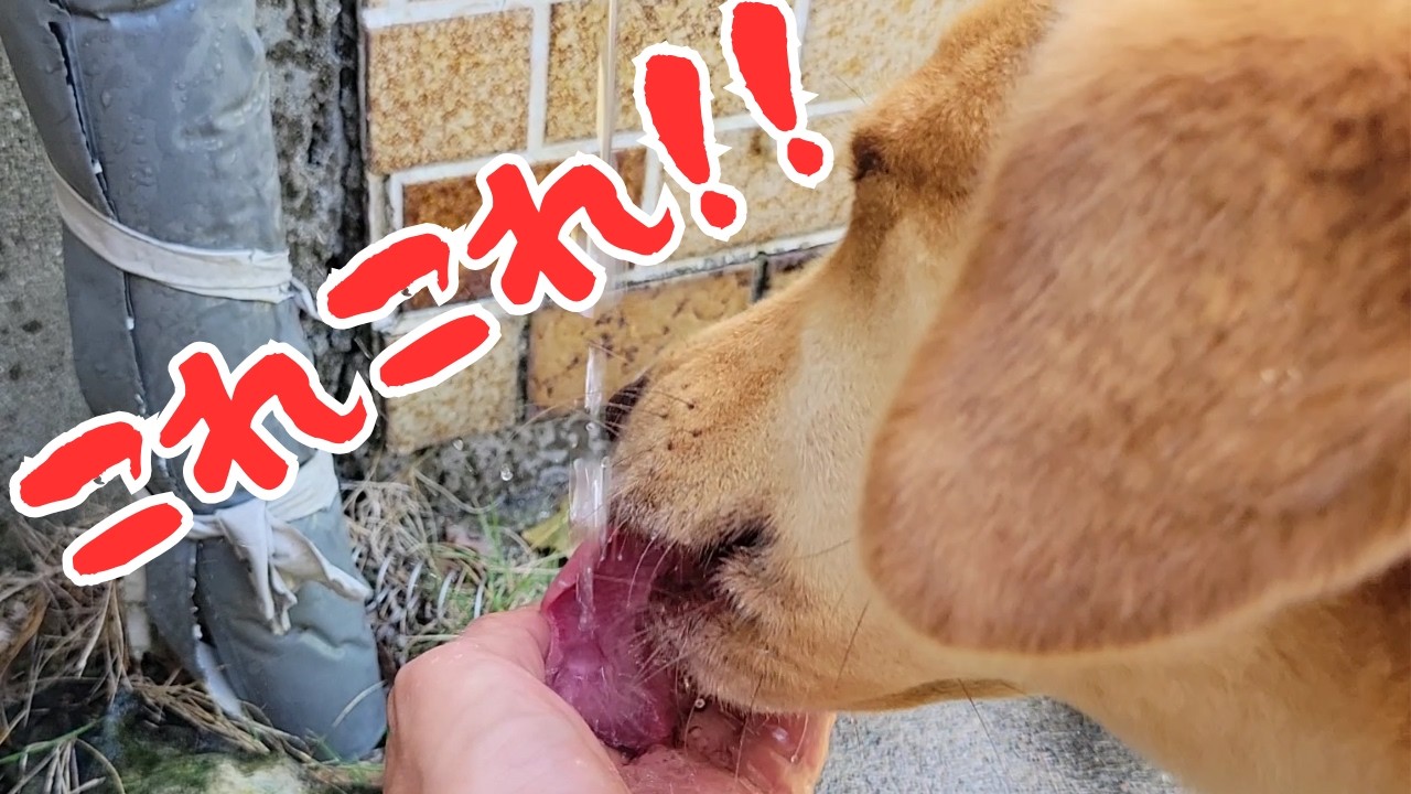 手からしか飲みません