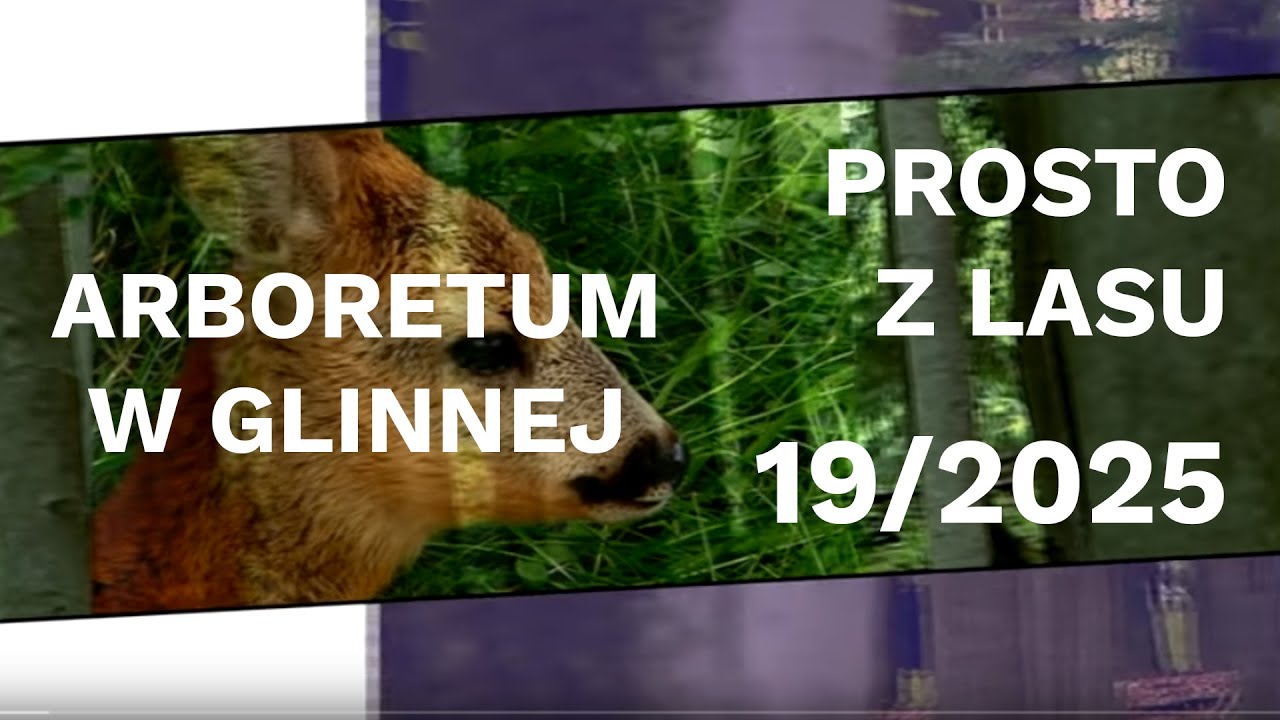 Arboretum w Glinnej - Prosto z lasu |19 2025|