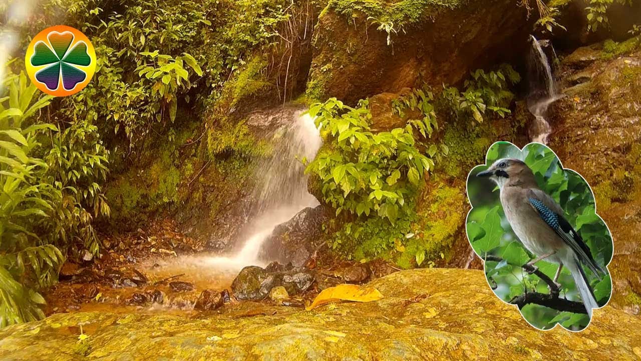 Звуки природы ручей птицы. Звуки леса релакс. Шум воды ue5. Ваза "звуки леса".