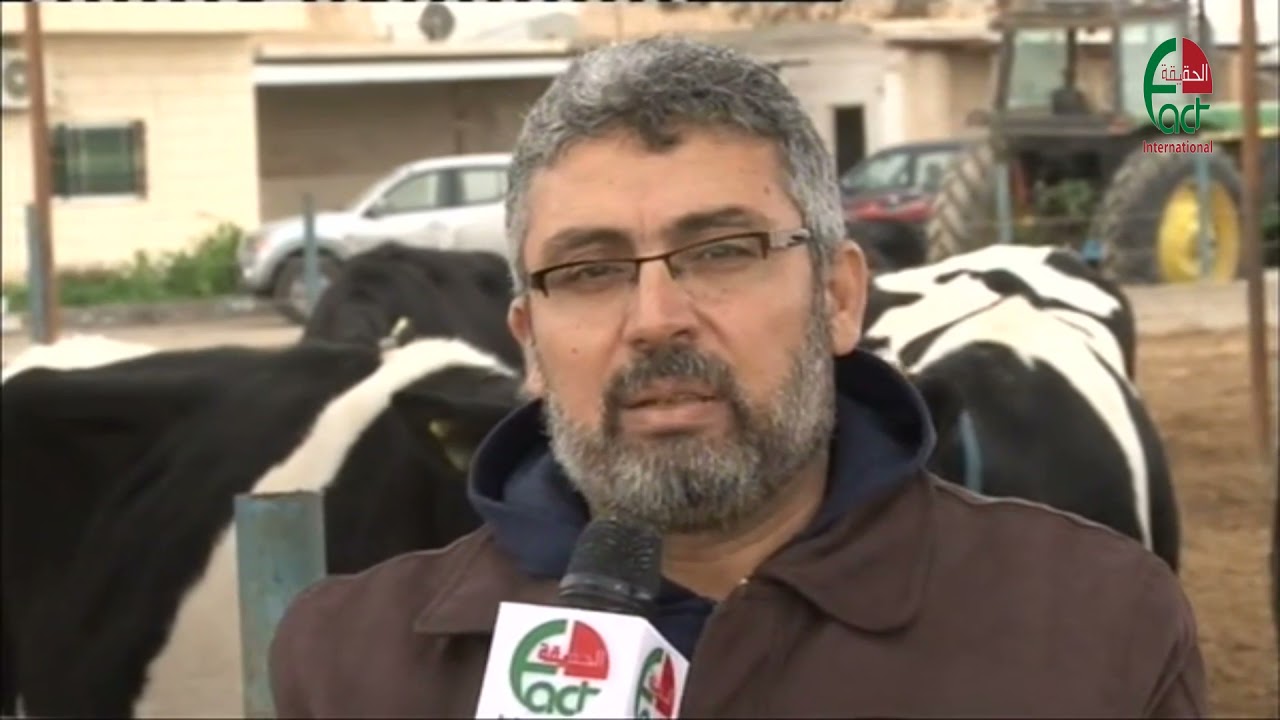 مزارع الأبقار