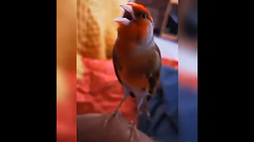 تغريد هجين الحسون والكناري 