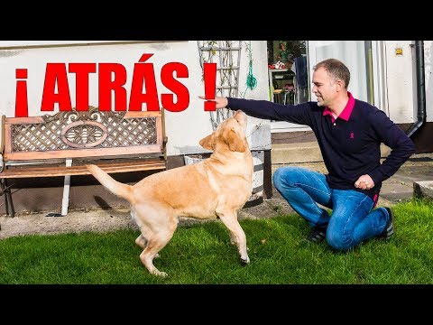 Video: ¿Cuando tu cachorro retrocede?