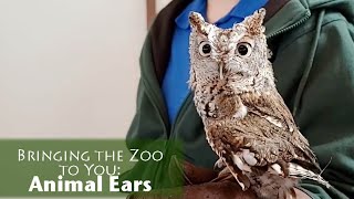 Bringing the Zoo to You: Animal Ears