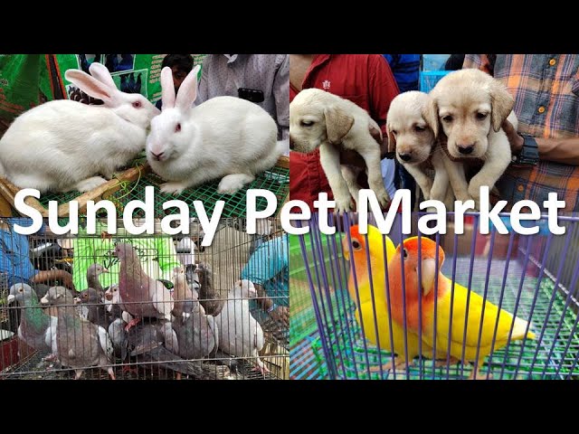 parrys mannady pet market