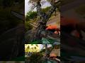 And proud I was #tree #arborist #chainsaw #dangerous #treeworker #dbz