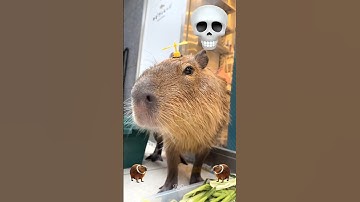 Wdyt about cute animals like these? #brainrotanimals #brainrot #anomali #tungtungtungsahur #shorts