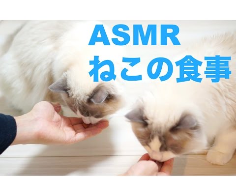 【ASMR】猫がカリカリを食べる音 ~Sheba DUO