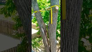 INCLUSIONS with CONCLUSIONS...BIFURCATE made A MISTAKE...  #arborist #nature #climbing  #tree