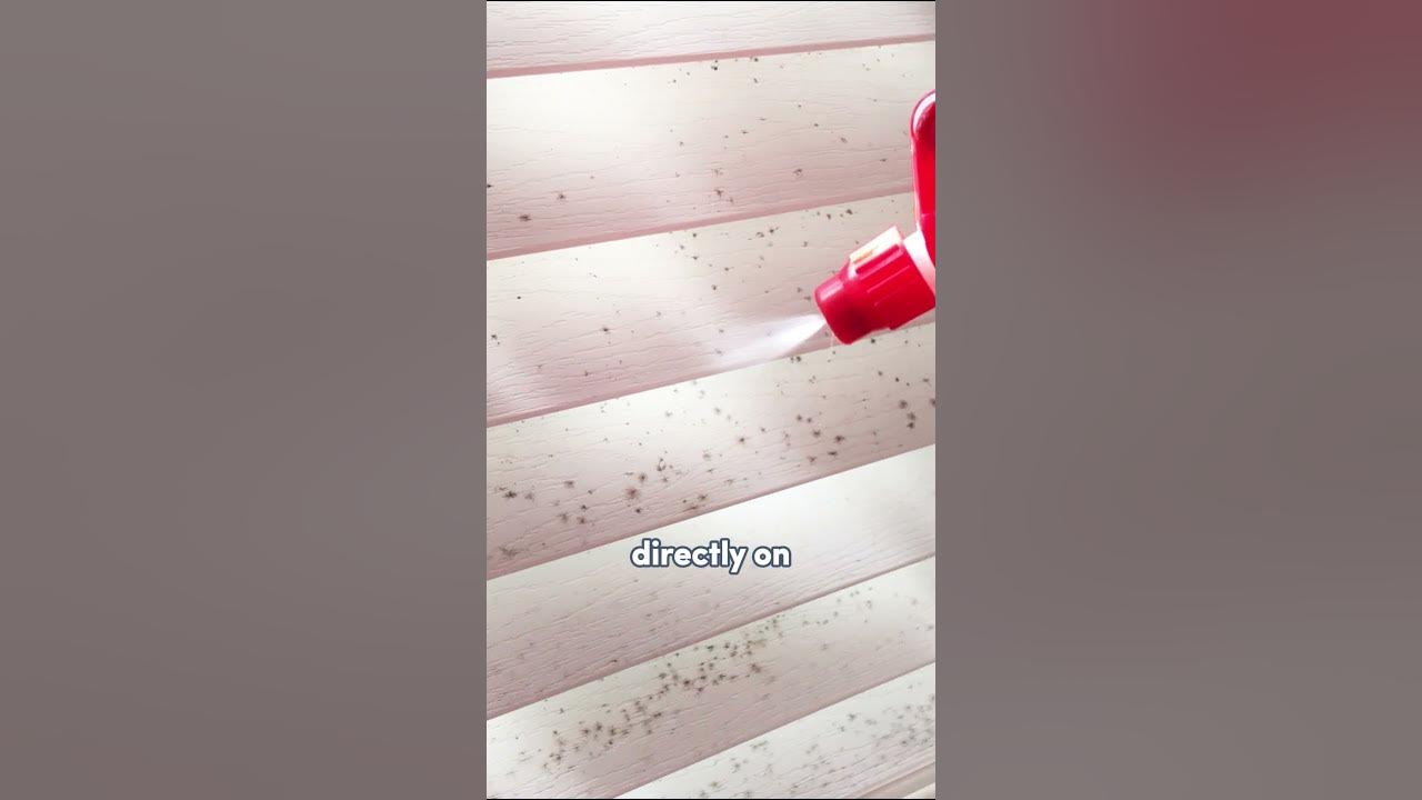 How I Clean Blinds Without Taking Them Down howtoclean 