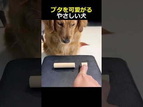 ブタを可愛がるやさしい犬