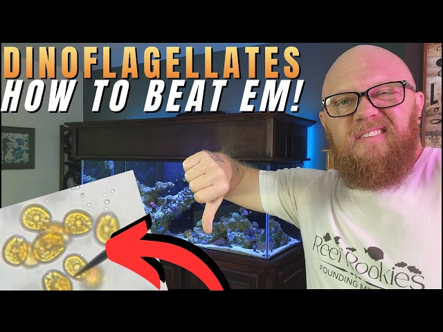 How to Identify and Fix Dinoflagellates in a Reef Tank! - YouTube