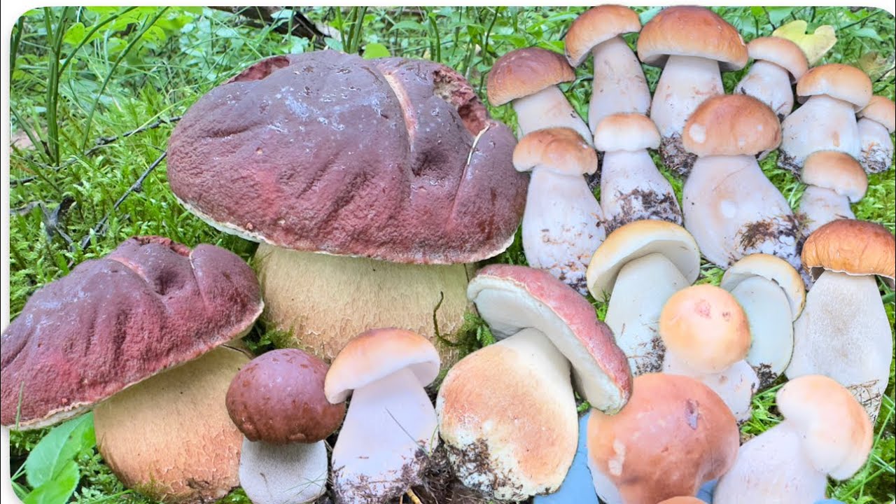 🍄#EP2️⃣โอ้โห้ 😲😮🍄เห็ดป่านี้สวยงามสุดๆ เลือกเก็บเห็ดผึ้งหวานดอกตะมุตะมิให้ลูกค้าฟินสุดๆ 