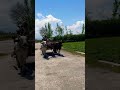 Bull Cart In Pabbi Natural Life Farming Pabbi Peshawar Bullcart Shorts
