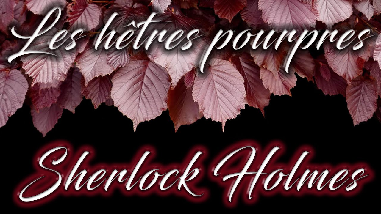 Livre audio vivant 🎧Les hêtres pourpres (rouges, or, dorés) 🎧 Sherlock Holmes