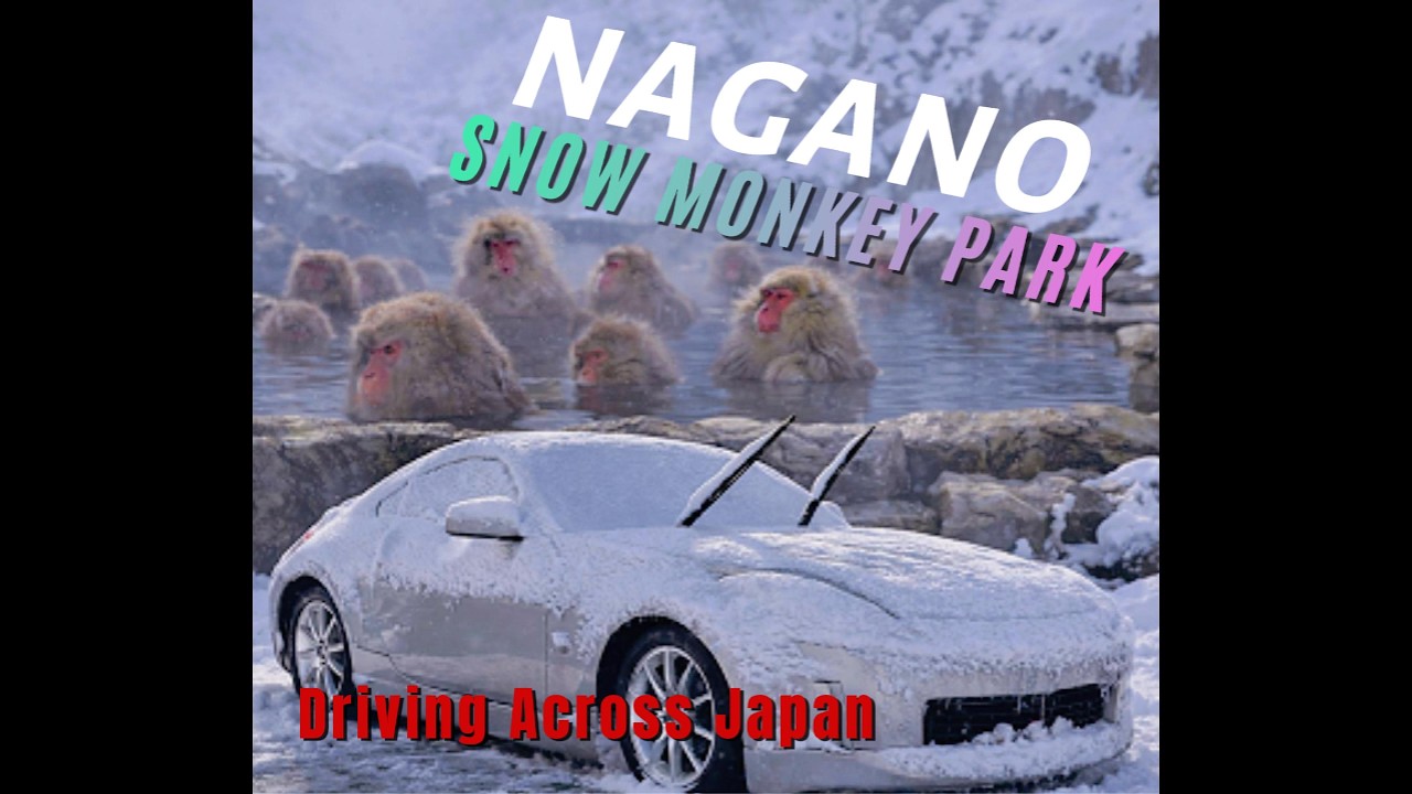 Driving Through a Snowstorm to See Japan’s Snow Monkeys! 🐒❄️