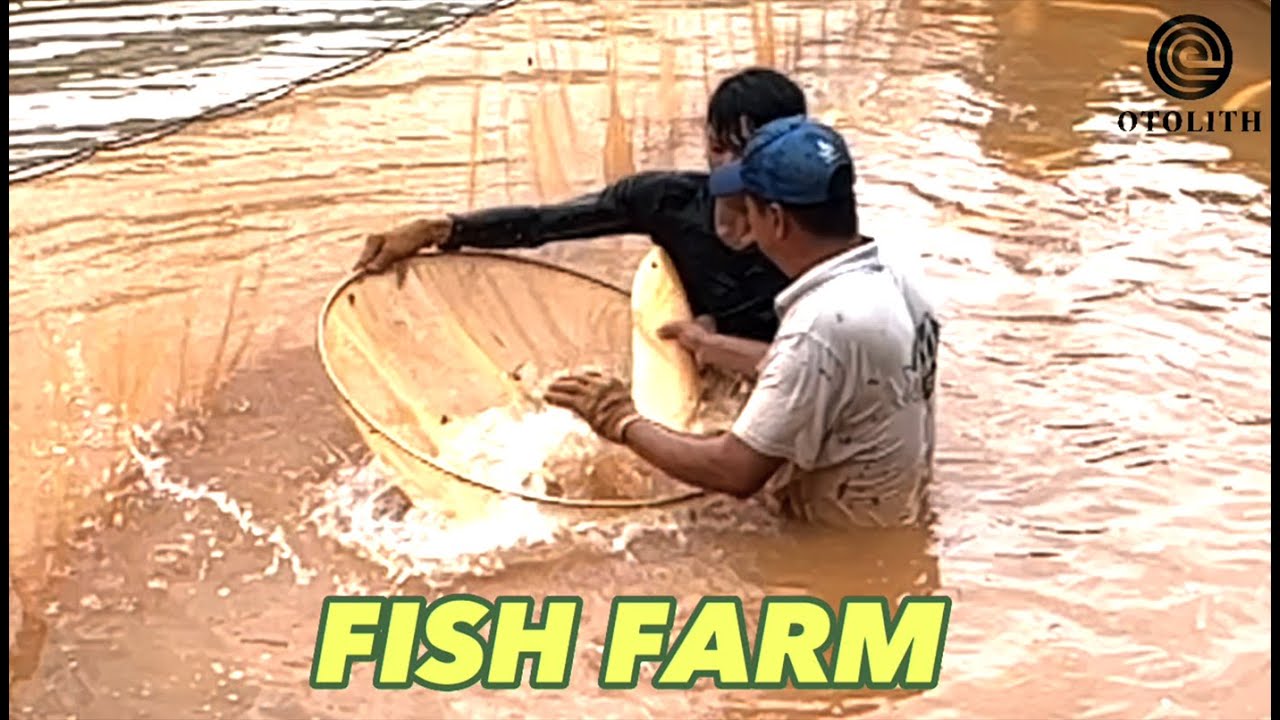 Fish Farm YouTube