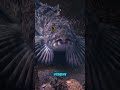 Here are 5 more oldest animals still alive on Earth 😱 (Part 2) #bipedal #sahelanthropus