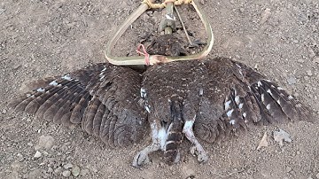 Green Wild Life: Create Amazing primitive traps to catch hawks in the forest