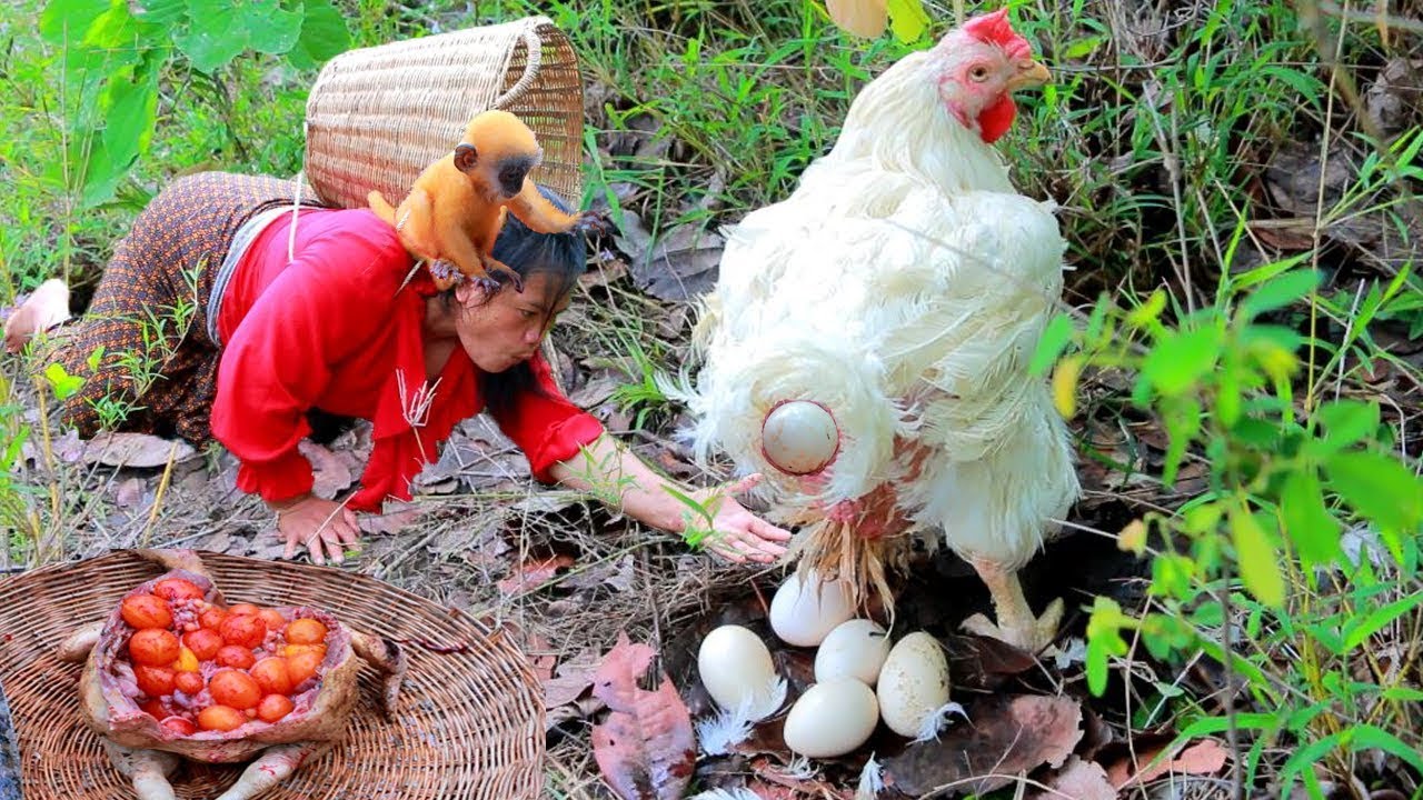 Women discovered chicken eggs and cooked them to make a monkey food. 