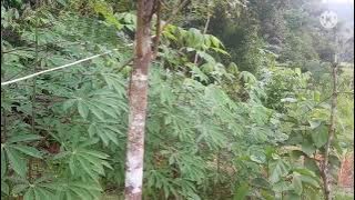 SINGKONG ECO FARMING