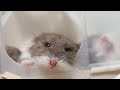 【お分かりいただけただろうか？】本当にあった怖いハム話【ハムスター】