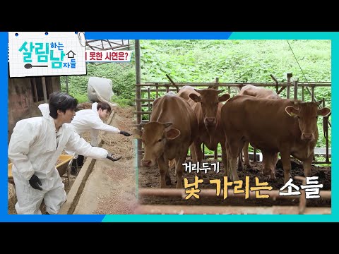 🐂낯가리는 소들(?)에게 구애하는 재하 X 서진 [살림하는 남자들/House Husband 2] | KBS 260801 방송