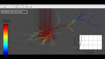 Simulation of Complex Optical Neural Stimulation (MATLAB-NEURON)