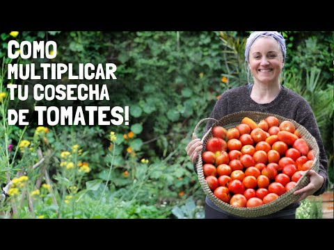 Video: ¿Qué es una ola de calor II? Aprende a cultivar plantas de tomate de la ola de calor II