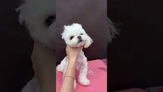 ✨ Meet our little bundle of joy, a Maltese puppy as adorable as a fluffy cloud! 😍