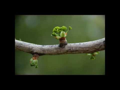 Video: Ginkgo Adalah Pokok Tertua Di Planet Ini