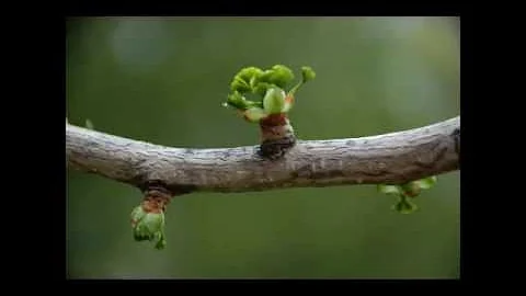 Ginkgo: En evolutionär och kulturell biografi