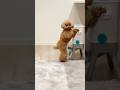 えっ、そこまで覚えた? #dog