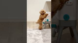 えっ、そこまで覚えた？ #dog