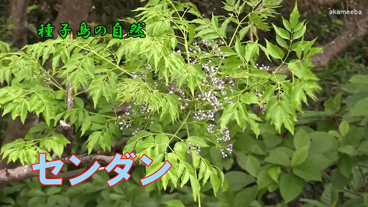 花台 生花などに センダンの木