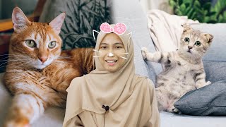 Kenapa Kucing Jantan Makan Anak Kucing?