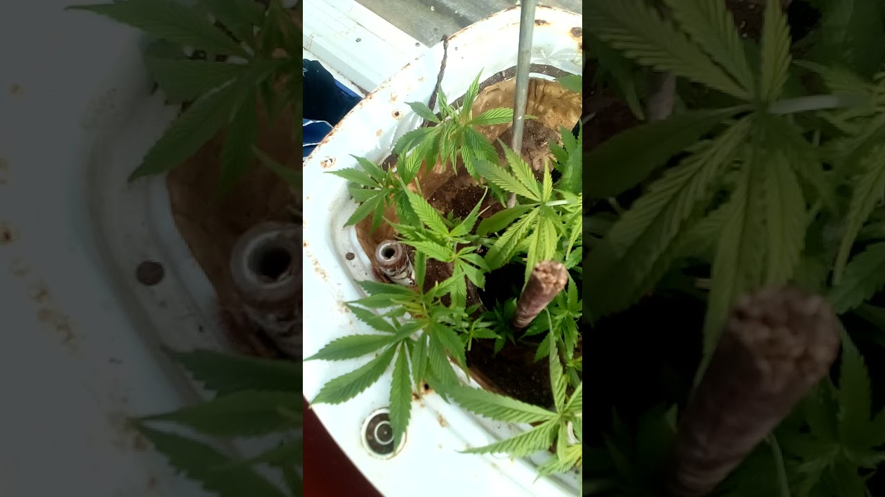 planta marihuana del país ( Made in islas canarias )