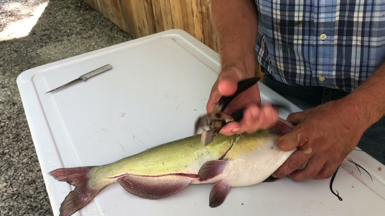 How to fillet a catfish! YouTube