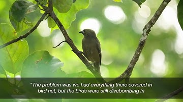 California Table Grape Farmer Eliminates Bird Damage with AVIX Laser