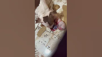 الكلبة بتولد Dog اكسبلور كلاب Foryou Pitbull Pets 