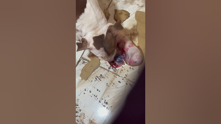 الكلبة بتولد 🙀 #dog #اكسبلور #كلاب #foryou #pitbull #pets