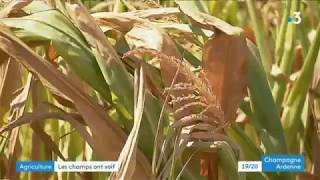 La canicule, un fléau pour les agriculteurs dans l'Aube