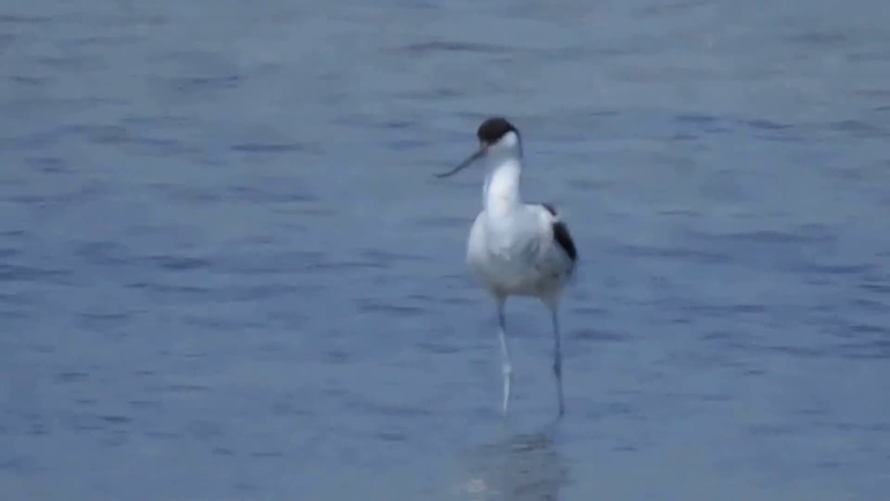 Pied Avocet, Avocetta (Recurvirostra avosetta) 