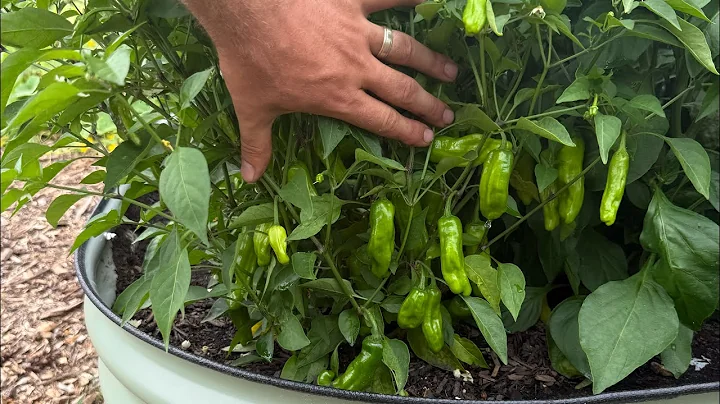 Do Not Fear CLAY and SANDY Soil Here is Why 