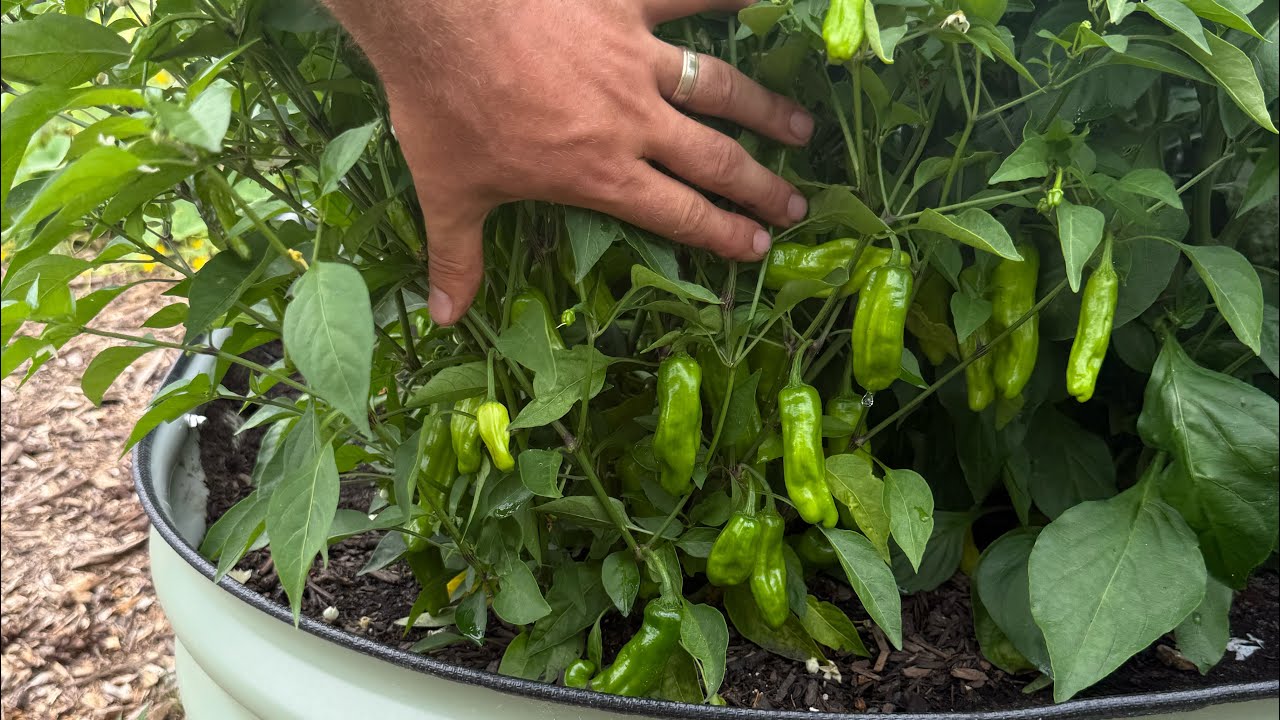 Do Not Fear CLAY and SANDY Soil Here is Why 