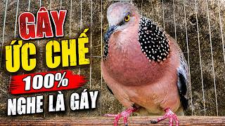 🐦TIẾNG CHIM CU GÁY Giọng Hấp Dẫn ĐỦ BÀI [GÁY GỌI,THÚC,GÙ ]Kích Bổi Nhanh Nổi.Cu Gáy.Cu Đất,Cu cườm