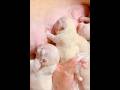 Enjoy Watching ASMR Newborn French Bulldog Nursing For The First Time #puppy #nursing #frenchbulldog