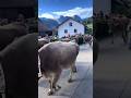 #animals #cow #shortvideo