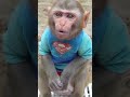 Monkey Baby Shark |#comedy #viral #viralvideo #monkeyfunnyvideos #funnymemes