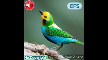 Thumbnail of Bird Chirping - Sound Effect II NO COPYRIGHT II Bird Chirping ( only 5 seconds )