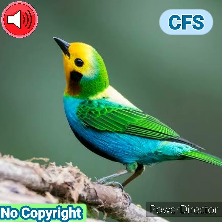 Suara Burung Berkicau - Efek Suara II TANPA HAK CIPTA II Suara Burung Berkicau (hanya 5 detik)